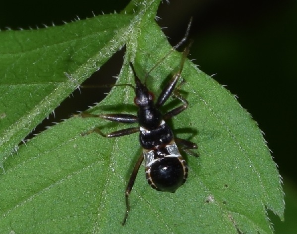 Ninfa di Himacerus mirmicoides?